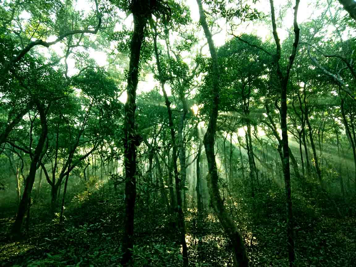 sundarban tour photo