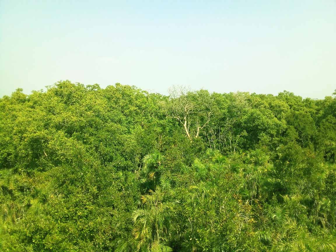 one day tour to Sundarban