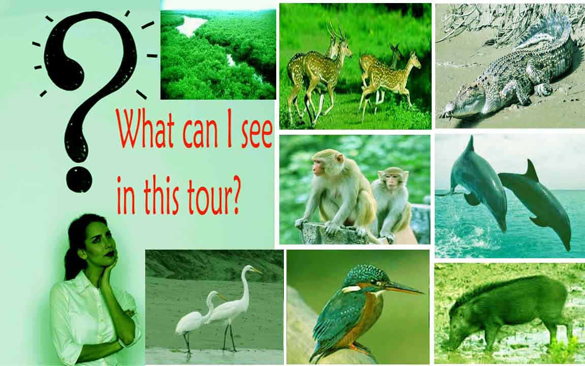 wildlife tour in Sundarban