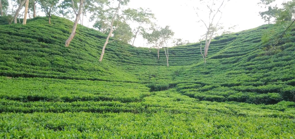 2 days tour in Srimangal