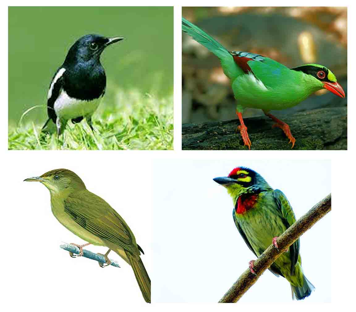 bird watching tour in Bangladesh