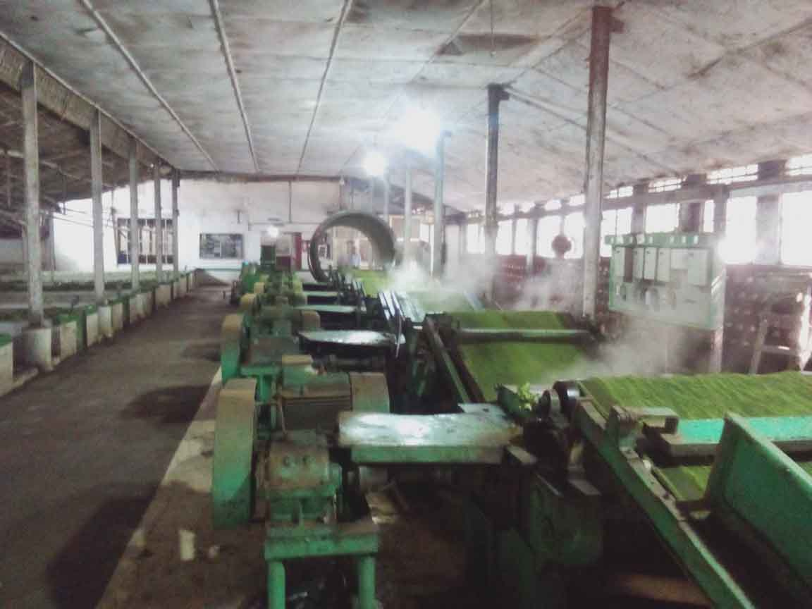 tea processing, tea factory visit in Srimangal