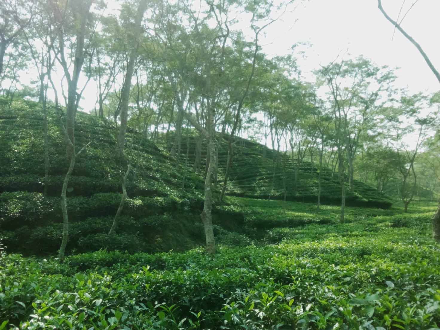 srimangal nature tour in forest and tea garden