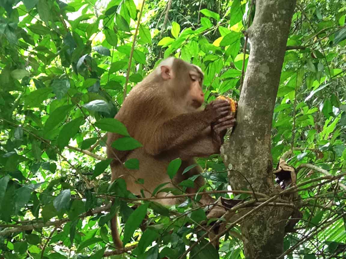 Dhaka, Sundarban, Barisal, Srimangal tour