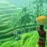 ubud tour