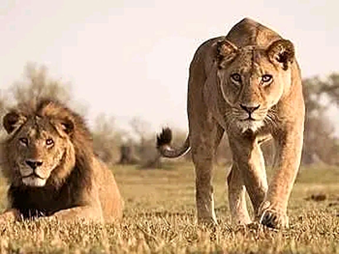 4 days tour in Serengeti