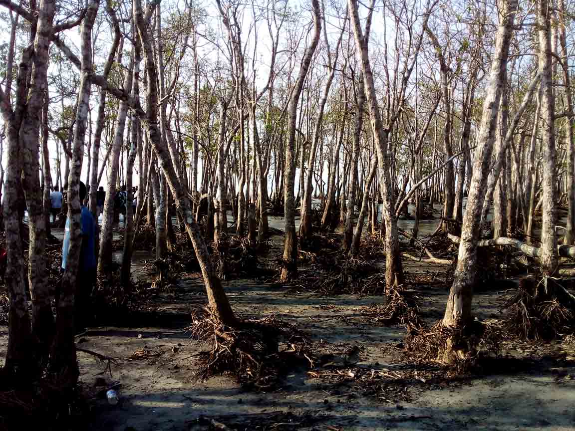 Sundarban tour package Chinese